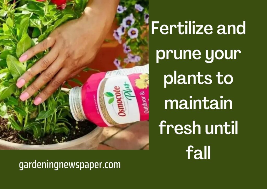 Fertilize and prune your plants to maintain fresh until fall