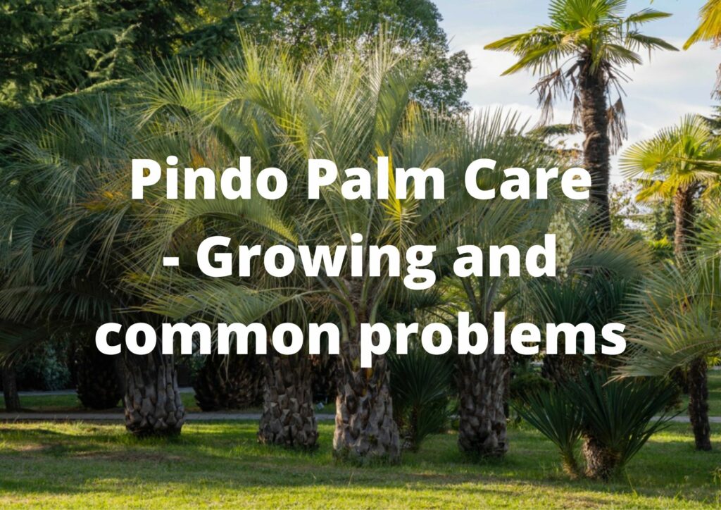 Pindo Palm Diseases
