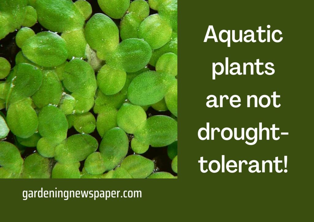 Aquatic plants are not drought-tolerant