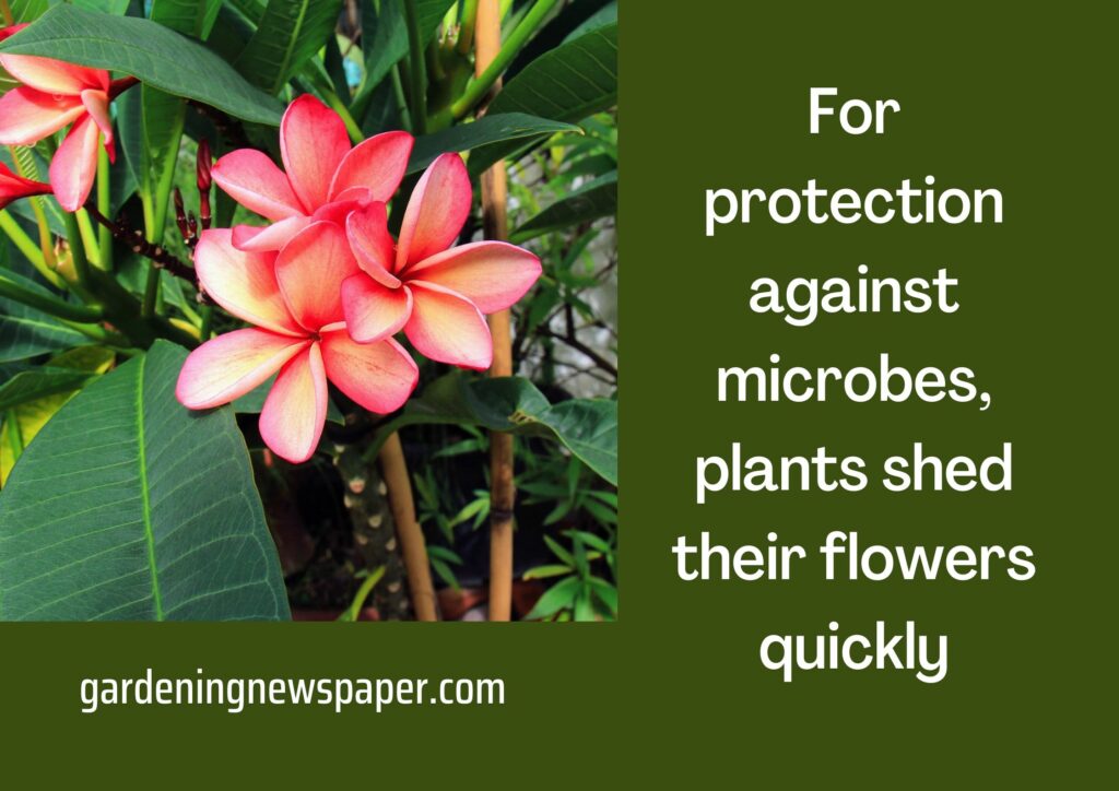 For protection against microbes, plants shed their flowers quickly
