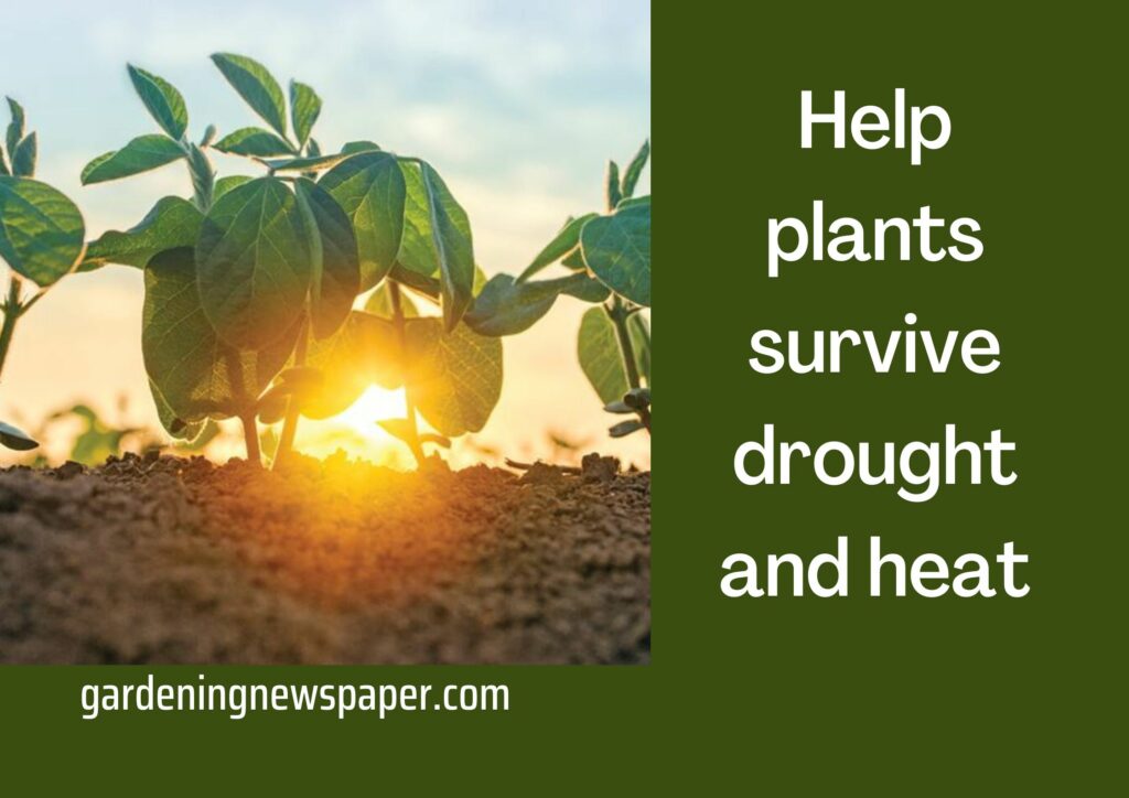 Help plants survive drought and heat