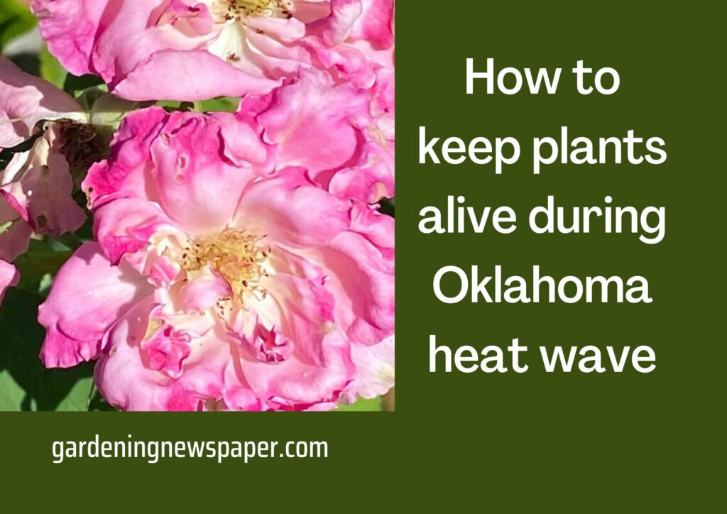 How to keep plants alive during Oklahoma heat wave