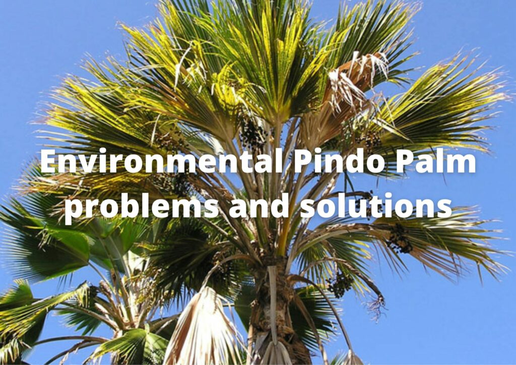 Environmental pindo palm problems and solutions