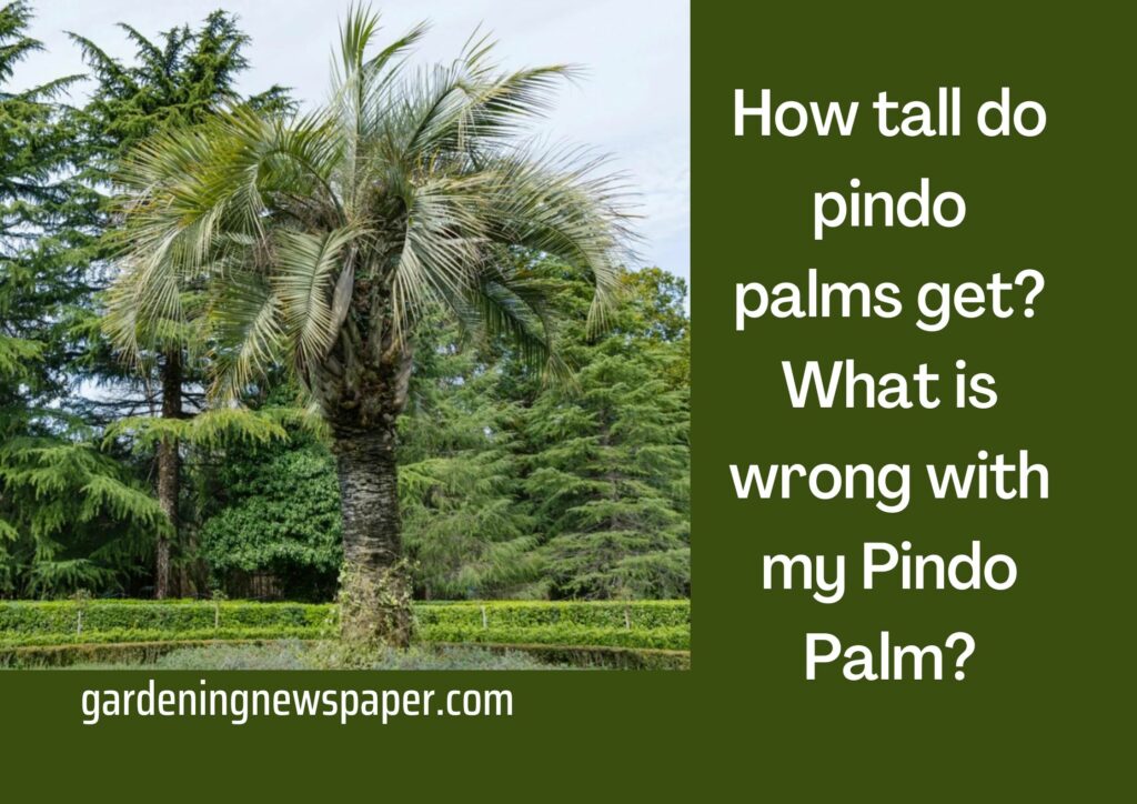 How tall do pindo palms get? What is wrong with my Pindo Palm?