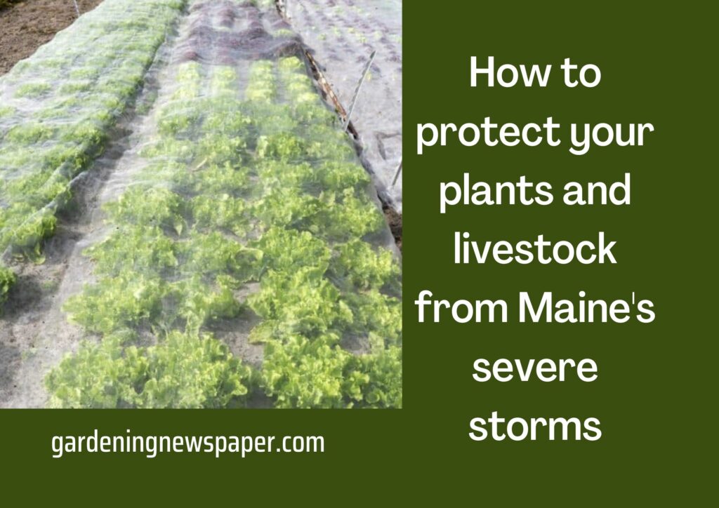 How to protect your plants and livestock from Maine's severe storms