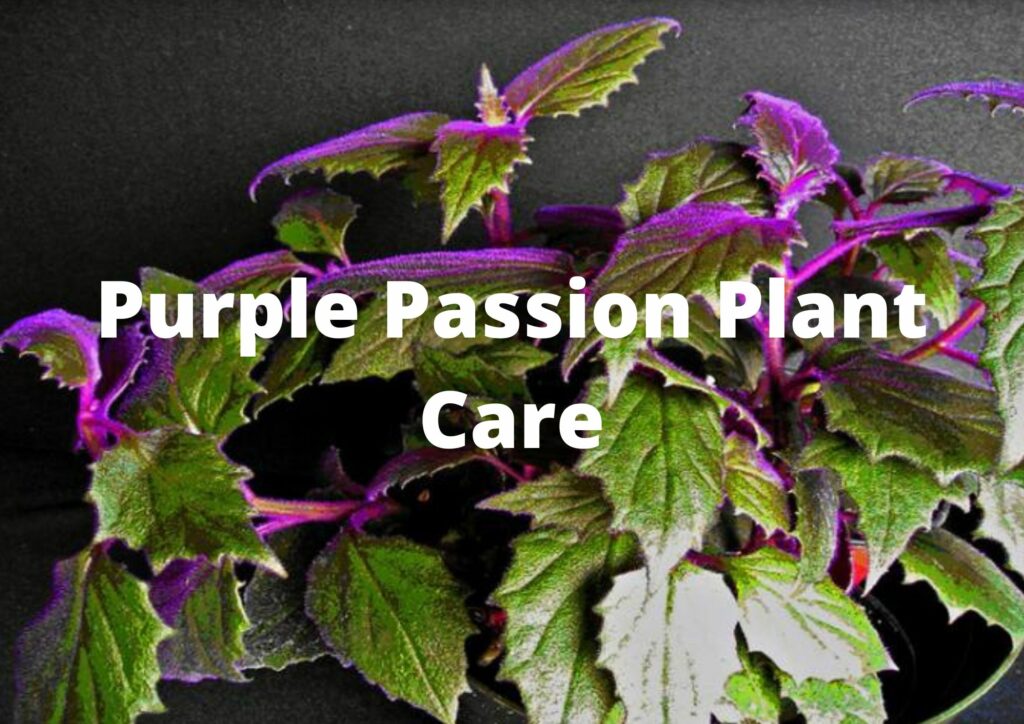 purple passion plant care