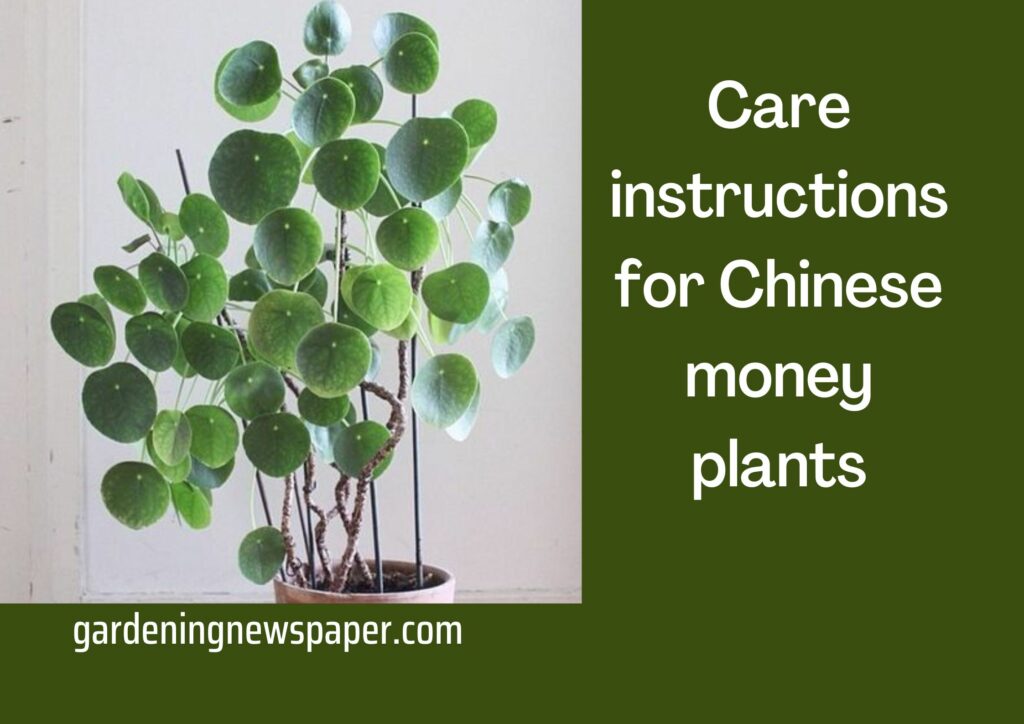 Is Chinese money plant easy to grow? 