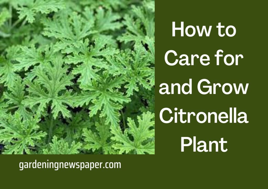 Do citronella plants really keep mosquitoes away? How to Grow a Citronella Plant