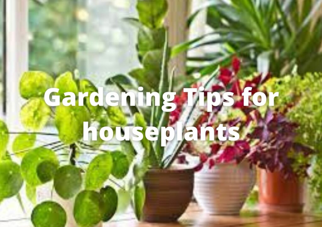Gardening Tips for houseplants