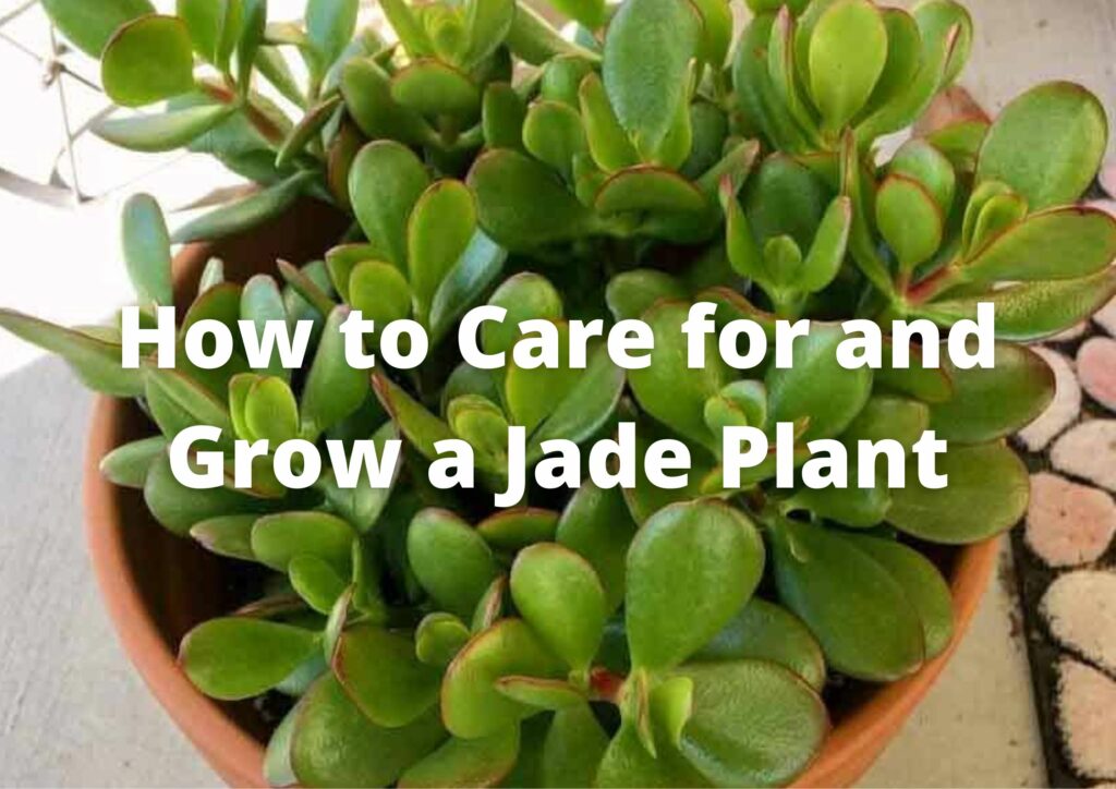 Where to put jade plant in the house? How to Grow Jade Plant?