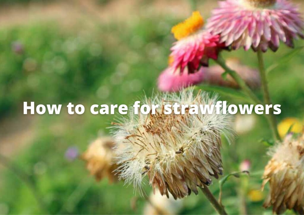 Should I deadhead straw flowers?