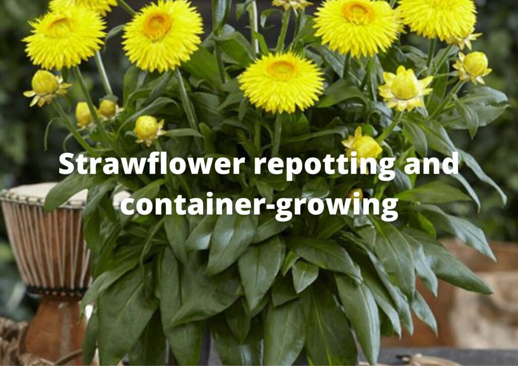 How much space do Strawflowers need?