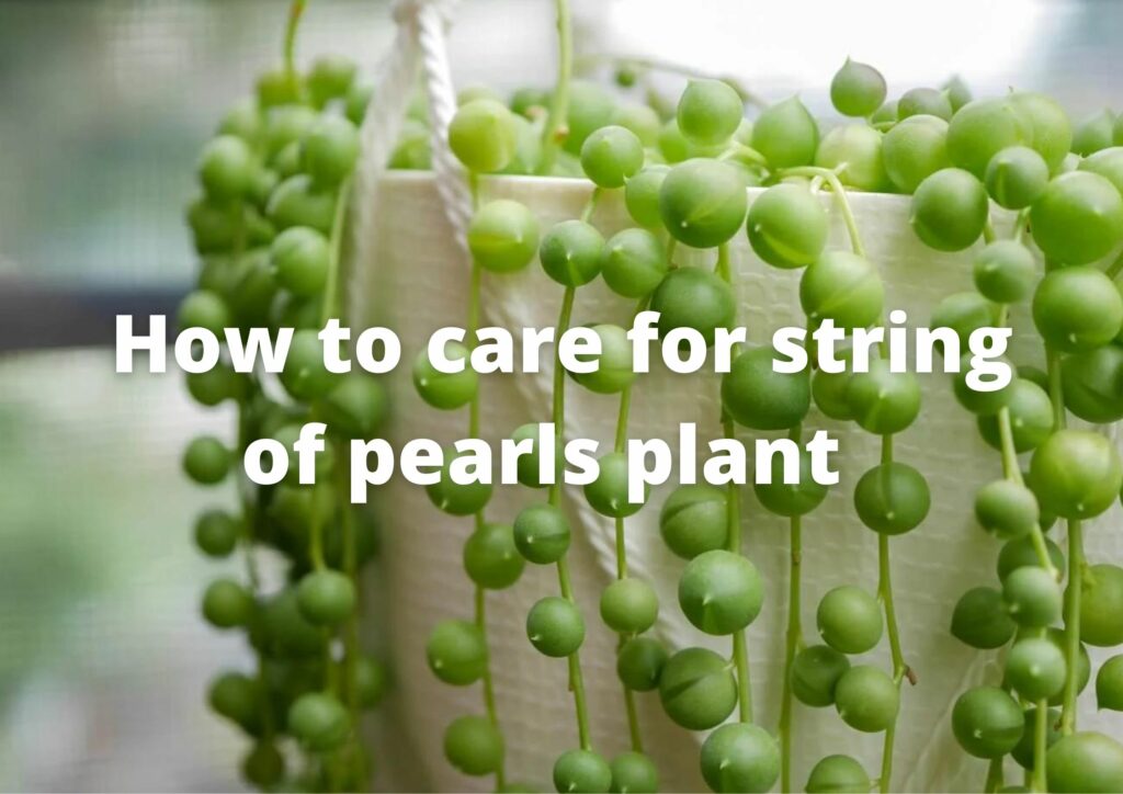 How do you keep the string of pearls happy?