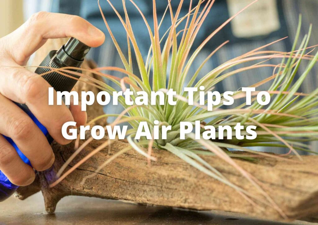 Do you mist air plants every day?