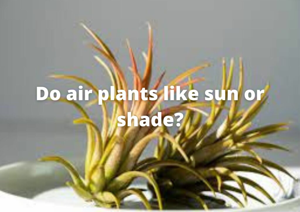 Do air plants like sun or shade?