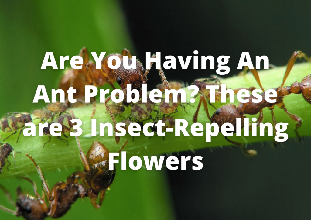 Are You Having An Ant Problem? These are 3 Insect-Repelling Flowers
