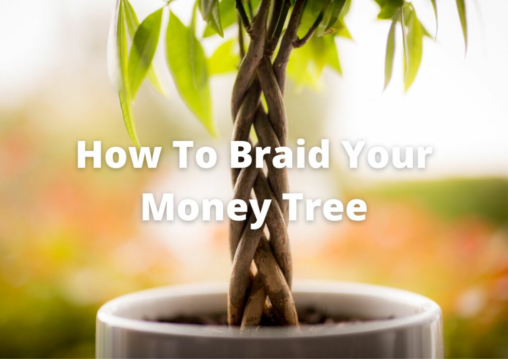 When should you braid your money tree?