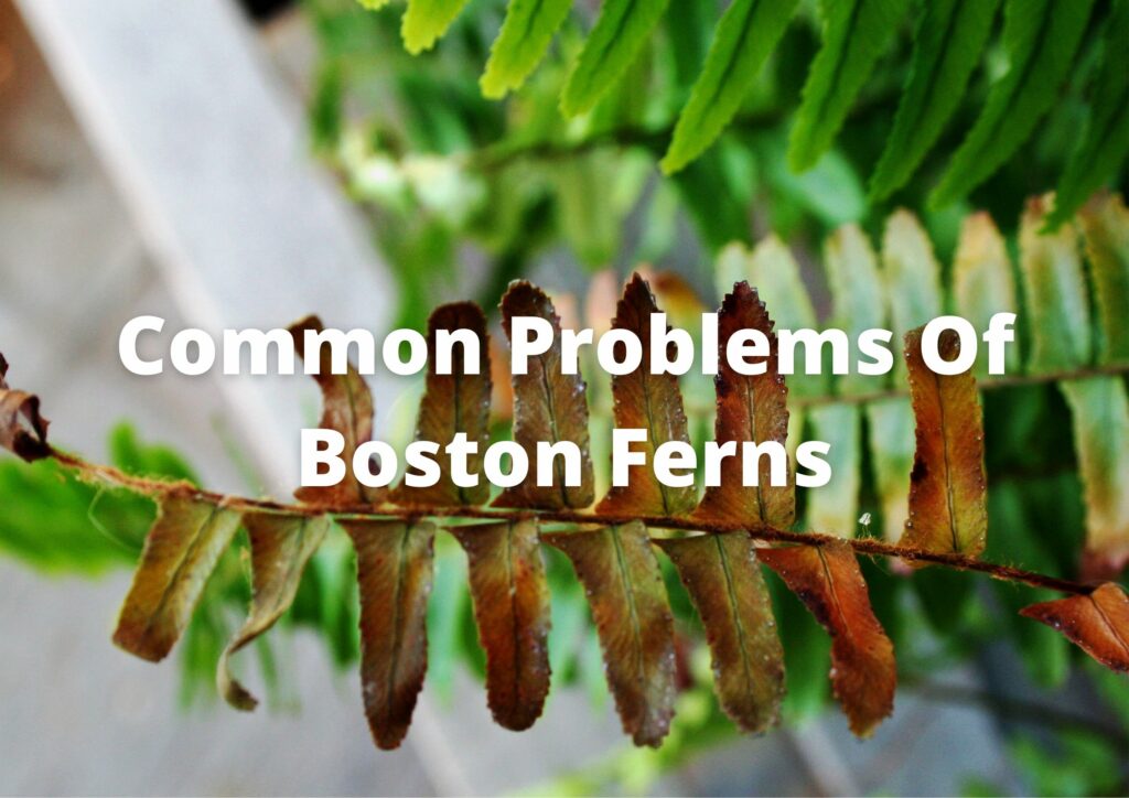 What is wrong with my Boston fern?