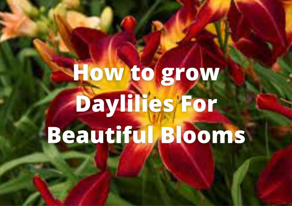 How many years will daylilies bloom? How to grow Daylilies For Beautiful Blooms