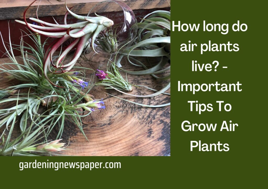 How long do air plants live? - Important Tips To Grow Air Plants