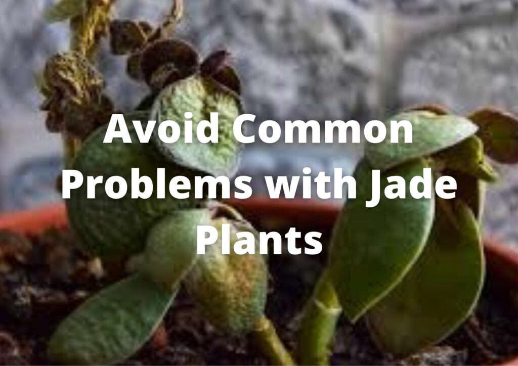 what to do with a dying jade plant