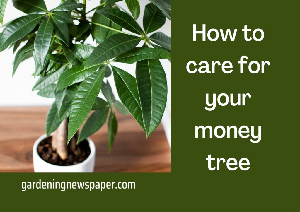 How do you keep a money tree healthy?