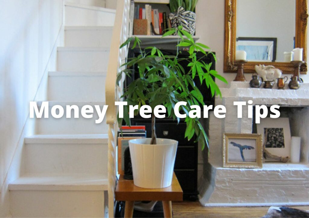 Where should a money tree be placed?