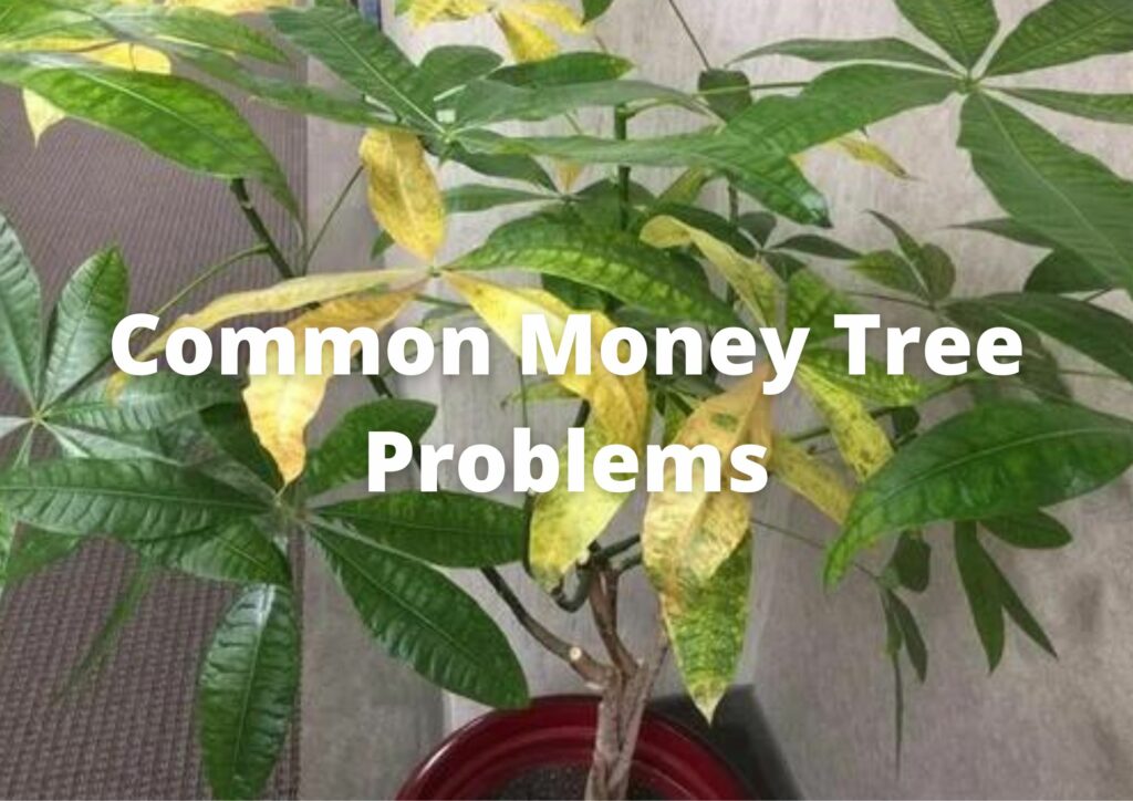 How do you fix yellow leaves on a money tree?