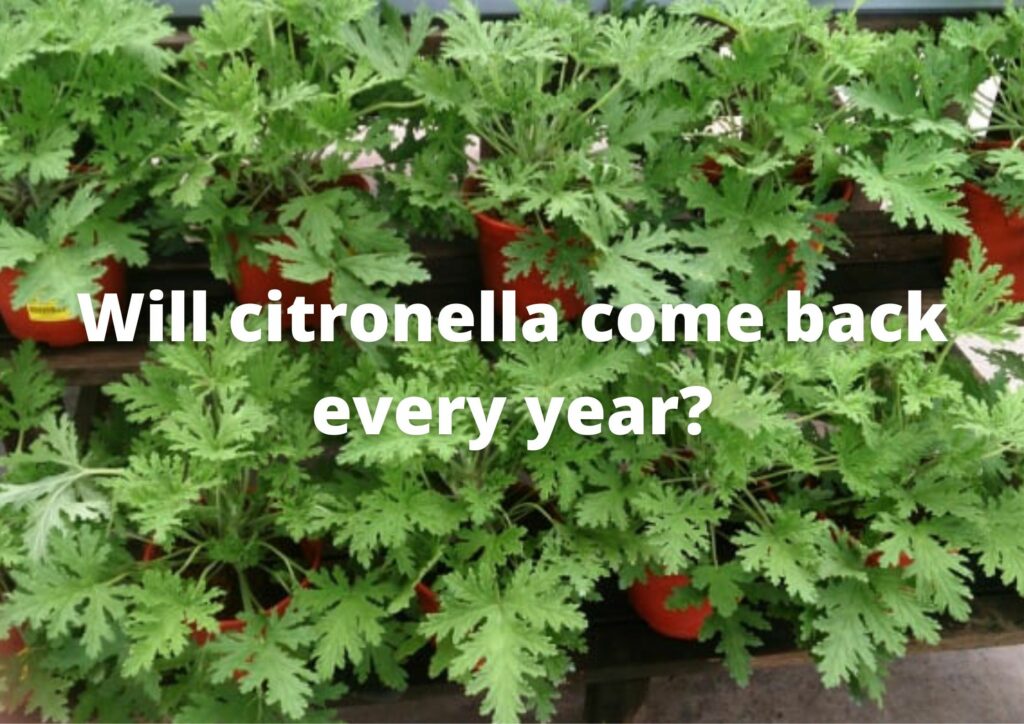 Will citronella come back every year?
