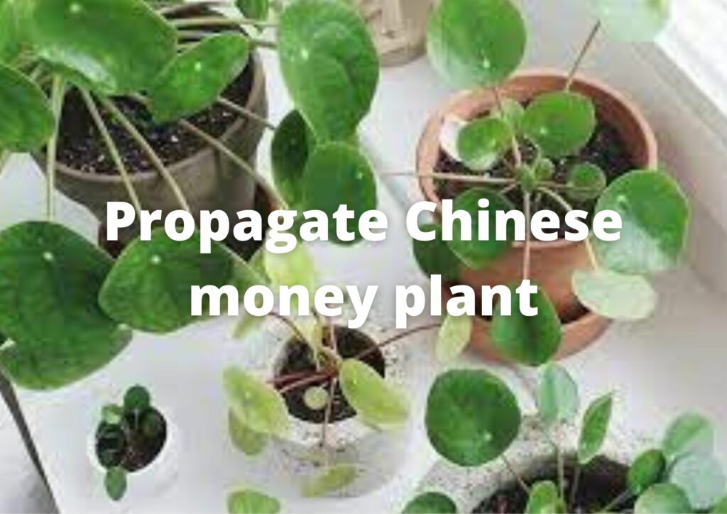 How to propagate chinese money plant?