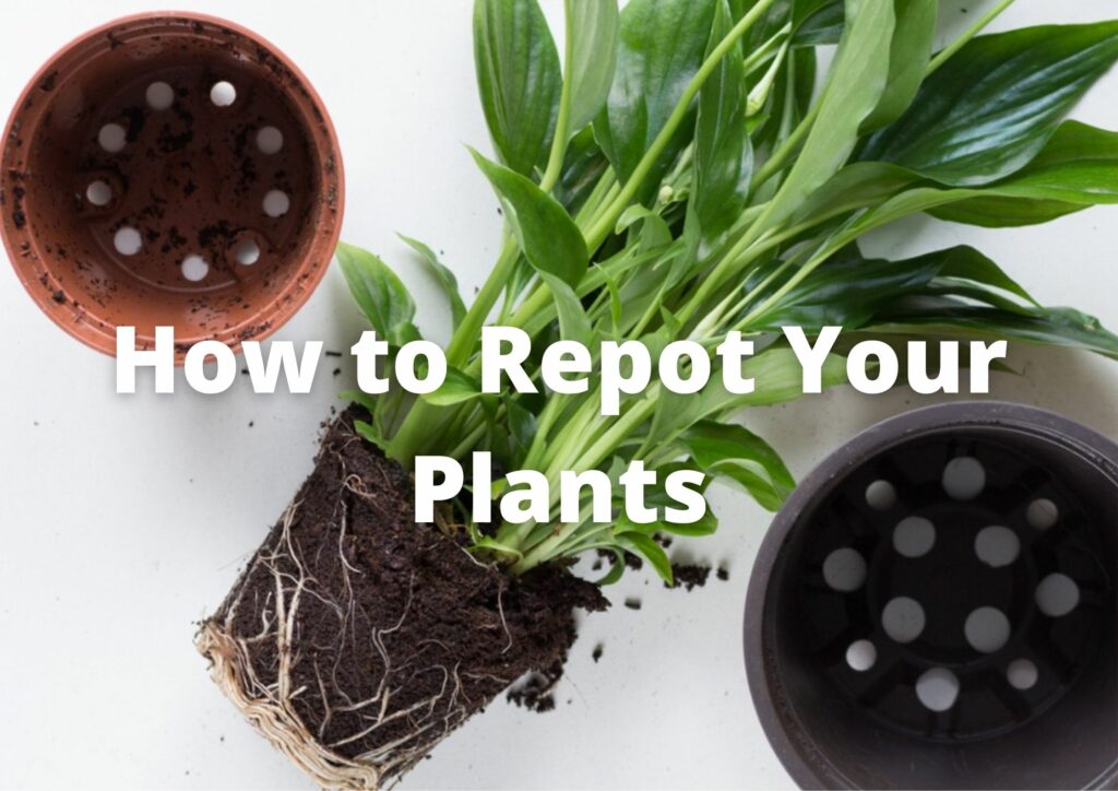 How to Repot Your Plants