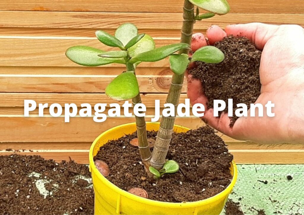 How to propagate jade plant from cuttings?
