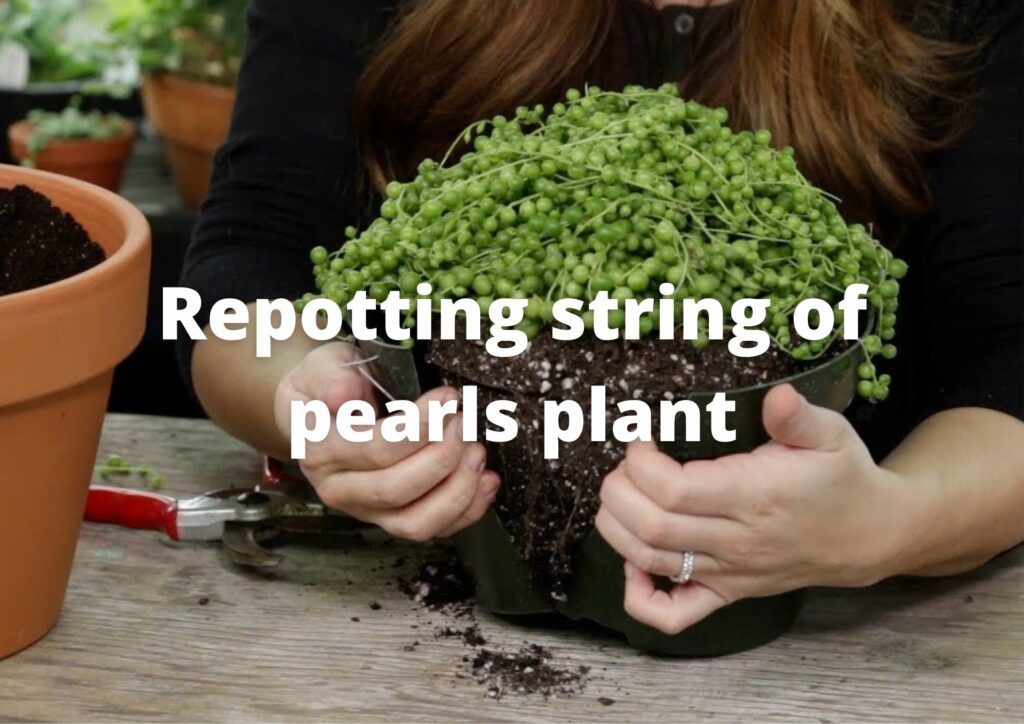 Repotting string of pearls plant - When should you repot your string of pearls?