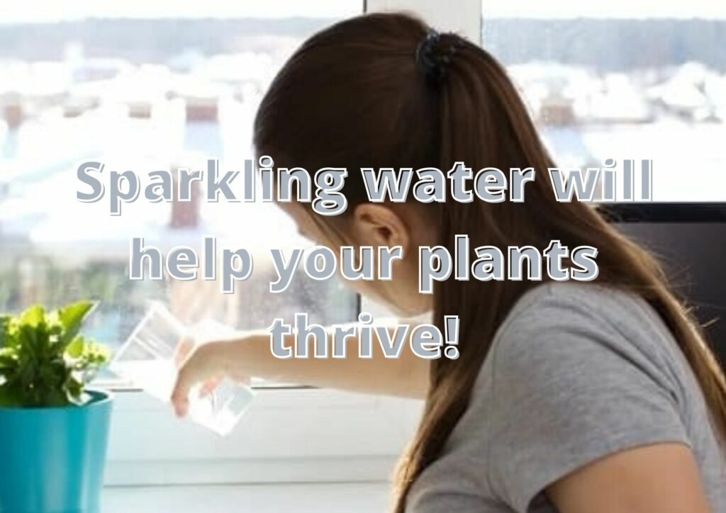 Sparkling water will help your plants thrive!