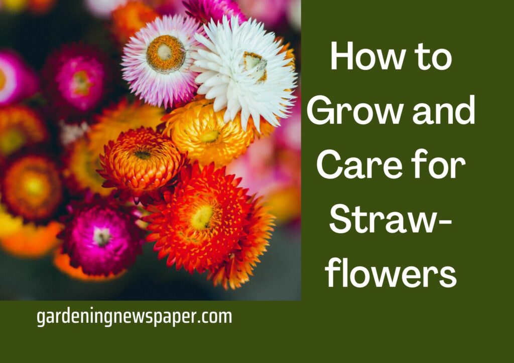 How do you care for a strawflower?