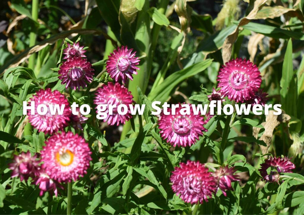 How to propagate strawflowers