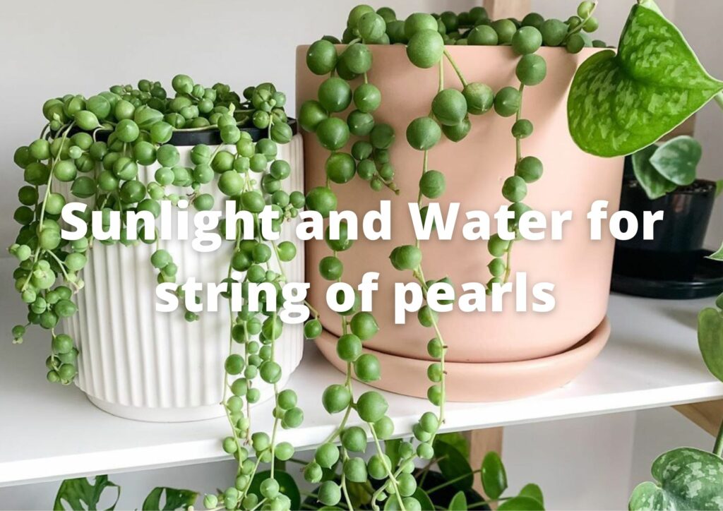 Does string of pearls need direct sun?