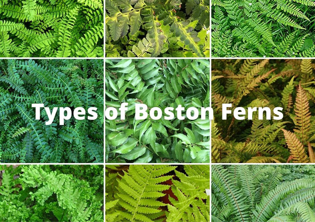 Different types of Boston Ferns - Are there different varieties of Boston ferns?