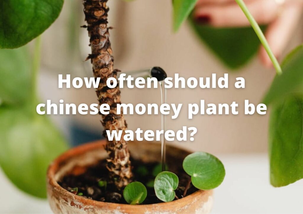 How often should a chinese money plant be watered?