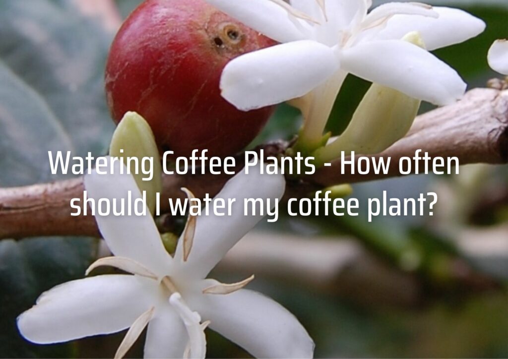 Watering Coffee Plants - How often should I water my coffee plant?
