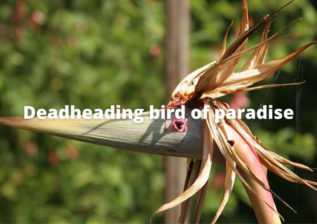 Deadheading bird of paradise
