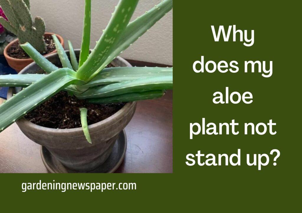 Why does my aloe plant not stand up?