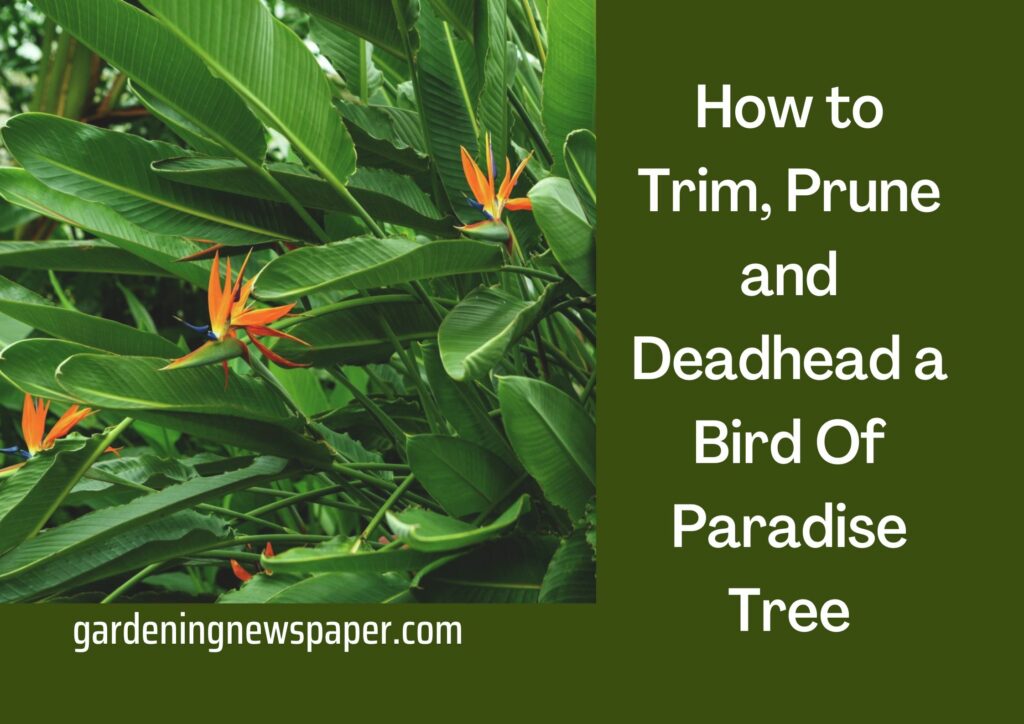 How to Trim, Prune and Deadhead a Bird Of Paradise Tree