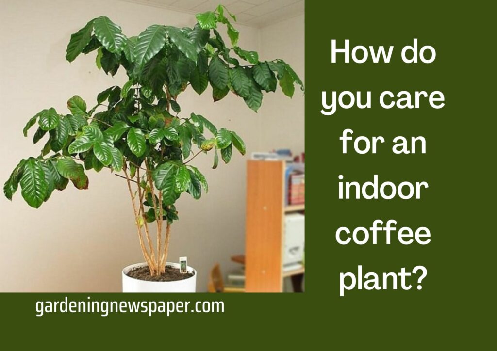 How do you care for an indoor coffee plant? Can coffee plants be grown indoors?