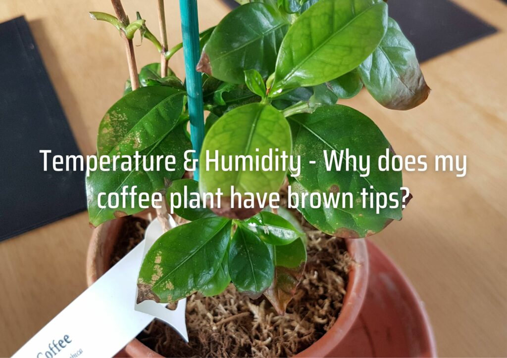 Temperature & Humidity - Why does my coffee plant have brown tips?