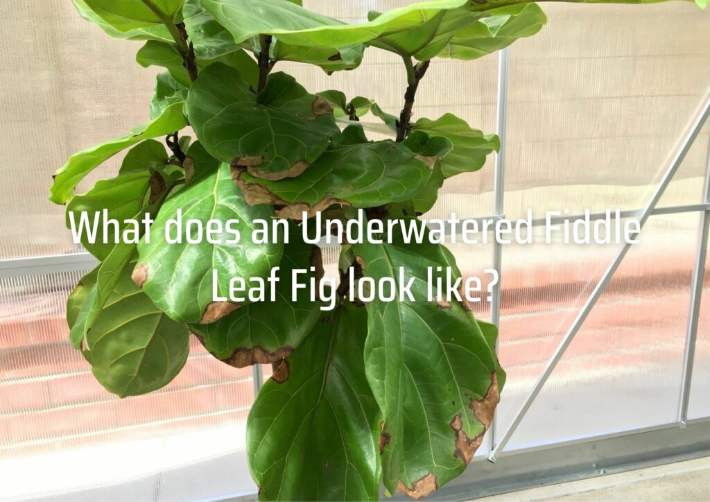 What does an Underwatered Fiddle Leaf Fig look like?