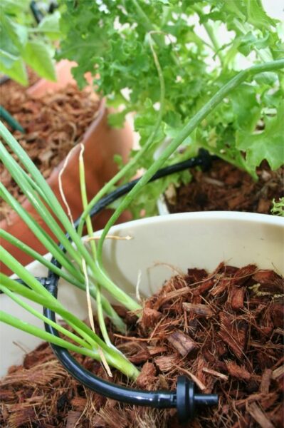 organizing containers for drip irrigation