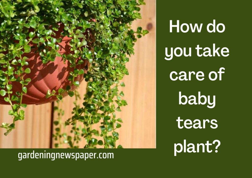 How do you take care of baby tears plant?