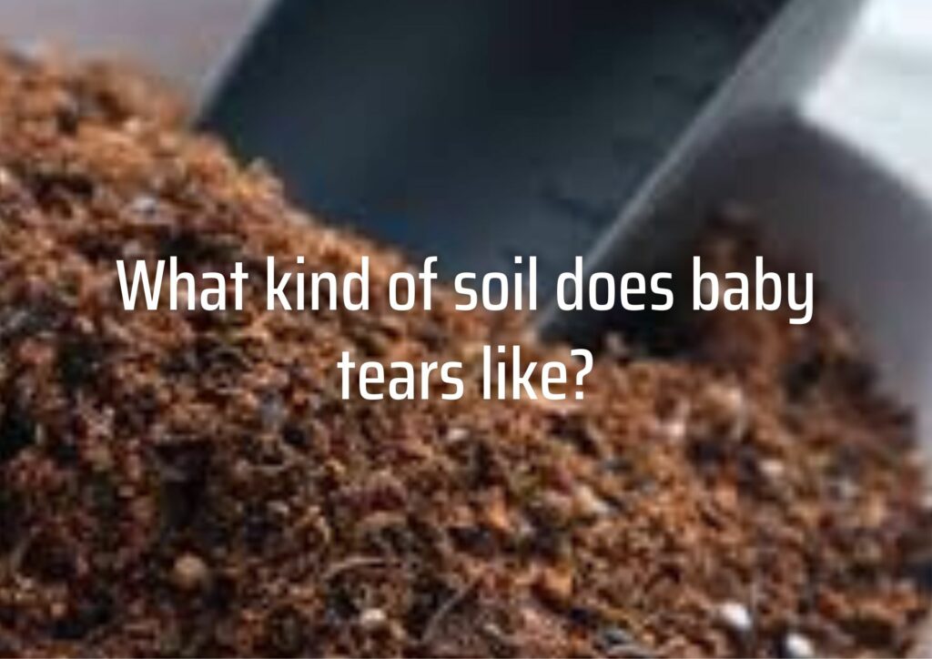 What kind of soil does baby tears like?
