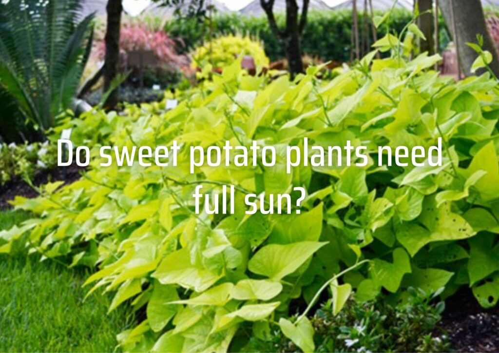 Do sweet potato plants need full sun?